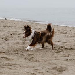 Australian Shepherd, Miniature American Shepherd, and Miniature Australian Shepherd All Grown Up from Spirited Aussies