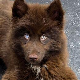 Moose - Brown and white male Siberian Husky puppy in East Tawas, Michigan from BurnsBerg's Woolies