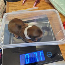 Dachshund Puppies from CLARK'S BREEDING PROGRAM