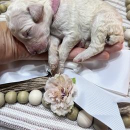 Girl 1 - female Poodle puppy in Statesville, North Carolina from Magnolia Crown’s Standard Poodles