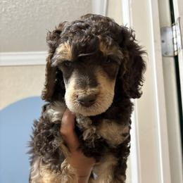 Cupid - Phantom male Poodle puppy in Conway, Arkansas from Arkansas River Poodles