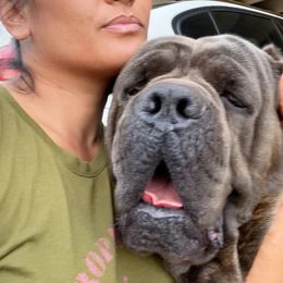 Cane Corso All Grown Up from Diamond Cut Kennels, Hawaii