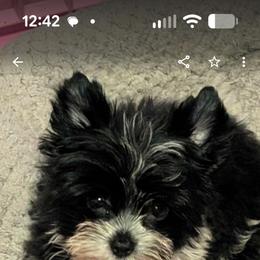 Bandit - Parti male Yorkshire Terrier puppy in Gaylesville, Alabama from Sweet Alabama Yorkies