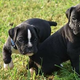 Boxers from Ascalon