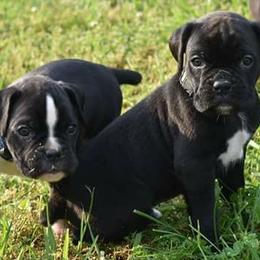 Boxers from Ascalon