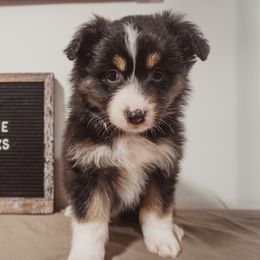 Australian Shepherd Puppies from Kelly Krew Aussies