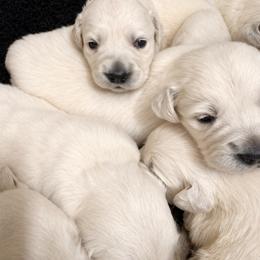 Bamboo Boy 3 - Light golden male Golden Retriever puppy in Fort Morgan, Colorado from Golden Girls Kennels, LLC