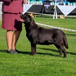 Murphy - Labrador Retriever