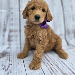 Purple - Sable female Goldendoodle puppy in Taft, Tennessee from McGraw's Fetching Pups