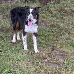 Border Collie and Poodle Puppies from Ross Vegas Kennels