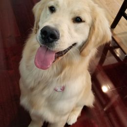Golden Retrievers from Sea Air Goldens