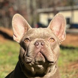 Butter - French Bulldog