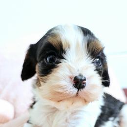 Reserved - Tri-color female Cavalier King Charles Spaniel puppy in Marshfield, Missouri from Puppyloversplace