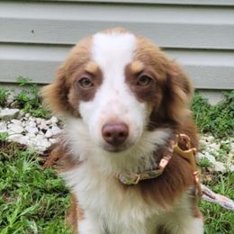 Miniature Australian Shepherds from Deborah Weenick
