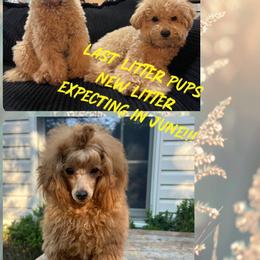 Lika - Apricot female Poodle puppy in Oceanside, New York from Anastasia Poodles three four seven seven five four two three four five
