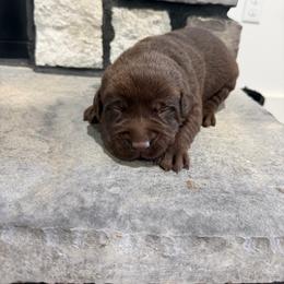 Pink- Girl - Chocolate female Labrador Retriever puppy in Monticello, Kentucky from Cody Sullivan
