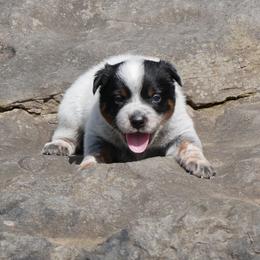 Marquis de Lafayette - Blue mottled male Australian Cattle Dog puppy in Buffalo Valley, Tennessee from Buffalo Valley Breeders