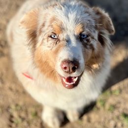 Dolly - Australian Shepherd