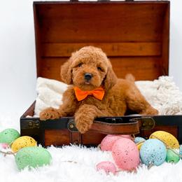 Archie - Red  male Goldendoodle puppy in North Carolina from NC Doodle Puppies