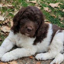 Ross - male Newfypoo puppy in South Haven, Minnesota from Hidden Haven Poodles and Doodles