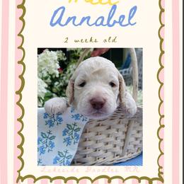 Annabel- dark pink - Cream female Goldendoodle puppy in Carlton, Minnesota from Lakeside Doodles MN