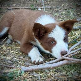 Spur - White and red female Border Collie puppy in North Lakeport, California from Wild Rose Ranch