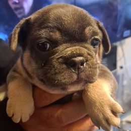 French Bulldogs and Yorkshire Terriers from Pup’s R Us