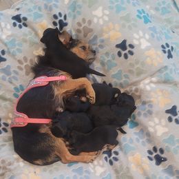 Yorkipoo puppies from Aqua Pups