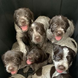Wirehaired Pointing Griffons from Broken Tine Sporting Dogs