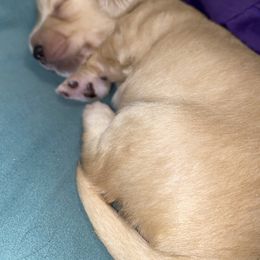 Dachshund Puppies from Saginaw Dachshunds