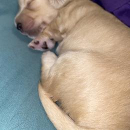 Dachshund Puppies from Saginaw Dachshunds