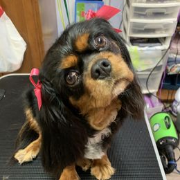 Athena  - Cavalier King Charles Spaniel