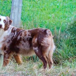 Ember - Australian Shepherd