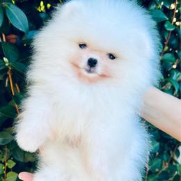 Boy 1 - White male Pomeranian puppy in Hot Springs, Arkansas from Pomeranian Empire