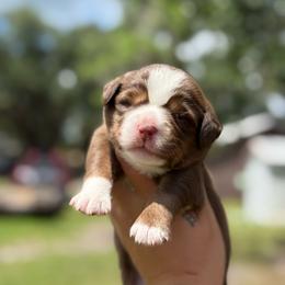 Violet ASDR - Red tri female Miniature Australian Shepherd puppy in Polk City, Florida from Skaky Shepherds