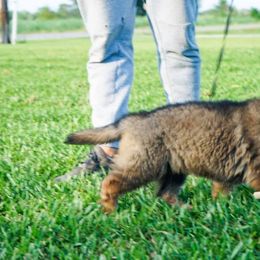 German Shepherd Puppies from Peak Performance k9’s