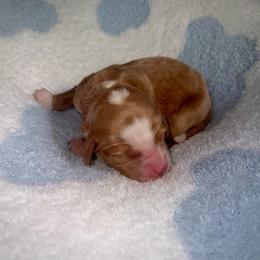 Copper - Red male Cavapoo puppy in Knoxville, Tennessee from Duke’s Forever Doodles