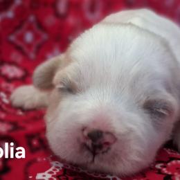 Magnolia - Cream and white female Shih Tzu puppy in Montrose, Colorado from Gnomies Furry Friends