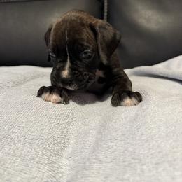 Boxer Puppies from Bellmont Boxers East TN