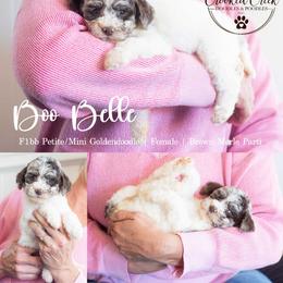 Boo Belle - Merle female Goldendoodle puppy in Woodruff, South Carolina from Crooked Creek Doodles and Poodles