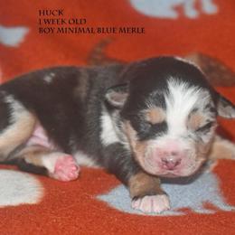 Huck - Blue merle male Miniature Australian Shepherd puppy in Patterson, North Carolina from DreamLine Aussies