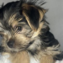 Mak - Black & tan tri-color male Morkie puppy in Concord, California from Puppy Boutique