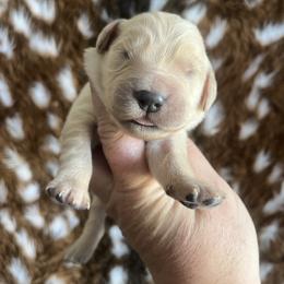 Red - Golden female Golden Retriever puppy in Jesup, Georgia from Painted Platinum Retrievers (Painted Platinum Kennel) PPK