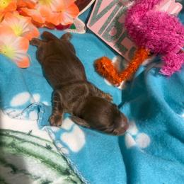 Chocolate male - Chocolate male Dachshund puppy in Pleasant Plains, Arkansas from JGBs Dachshunds
