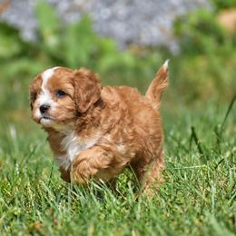 Scout - Red male Cavapoo puppy in Narvon, Pennsylvania from Stoltzfus Family Puppies (license number 18844)