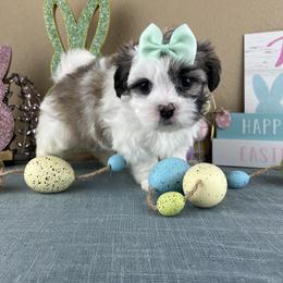 Mr Green Collar - Black and white male Mal-Shi puppy in Poolville, Texas from Tx Pups