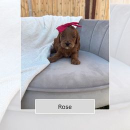 Rose - Red  female Goldendoodle puppy in Las Vegas, Nevada from Bridges Goldendoodles