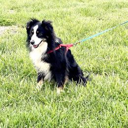 Winston - Miniature Australian Shepherd