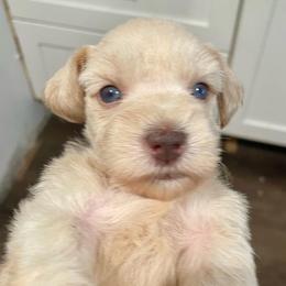 Scotty - Wheaten male Miniature Schnauzer puppy in Interlachen, Florida from Pam's Schnauzers