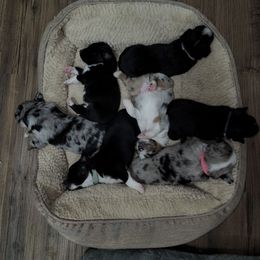 Miniature American Shepherd and Miniature Australian Shepherd Puppies from Patience Creek Mini Aussie